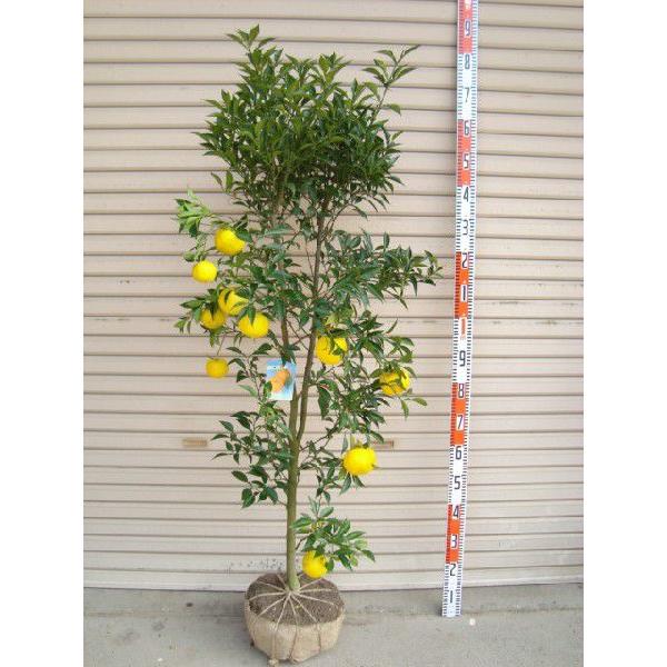 木頭ゆず】 柑橘大苗 5年生接木苗 ※納期指定:発送予定2026年3月