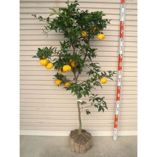 一才本ゆず】 5年生接木苗 大苗 イッサイホンユズ ※納期指定:発送予定