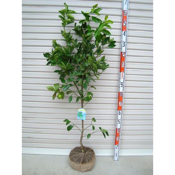 タヒチライム】 柑橘大苗 4年生接木苗 ライム ※納期指定:発送予定