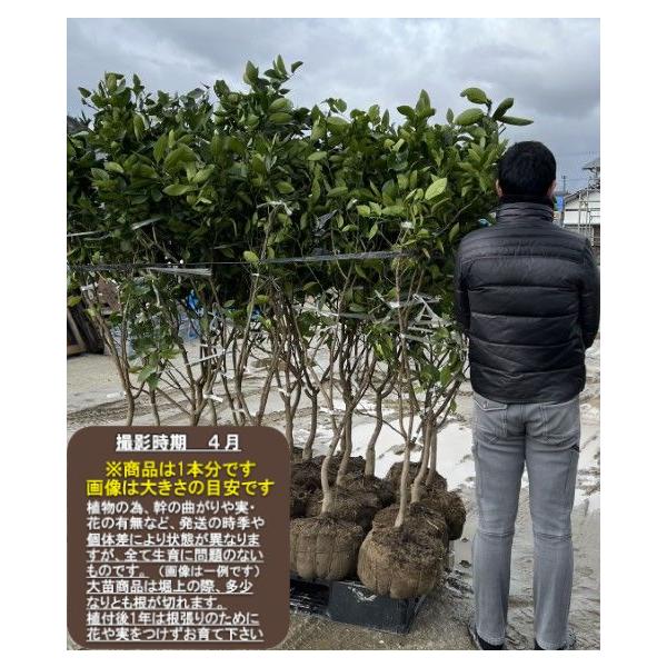 石地フリー】 接木苗 5年生 大苗 ※納期指定:発送予定2026年3月