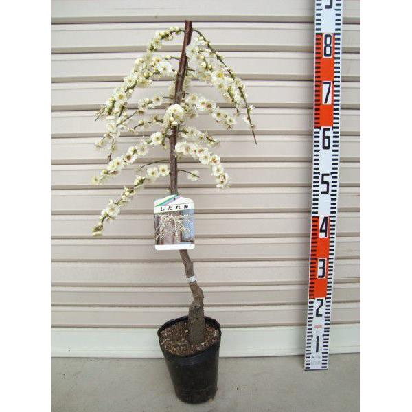 しだれ梅】（白） 接木苗 枝垂れ梅（シダレウメ）[果樹苗木・花梅・は