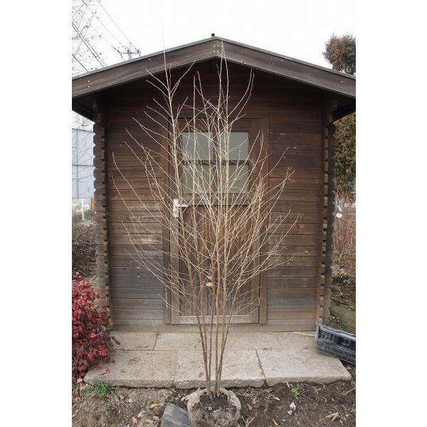 エゴノキ 株立」の人気商品一覧 | 安い商品を通販サイトから探す