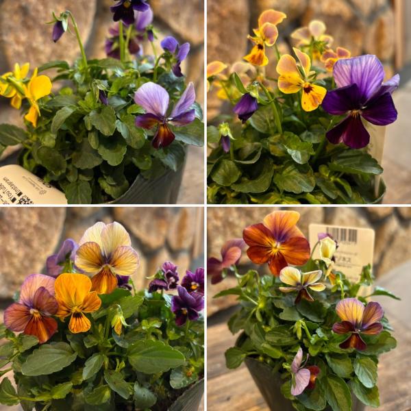 ゲブラナガトヨ ビオラ アマゾネス 2色MIX植え アソート 3.5号ポット苗