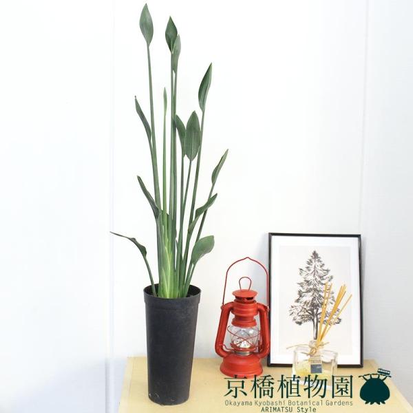 ストレチア・ノンリーフ/ストレリチア・ノンリーフ/ユンケア 3.5号