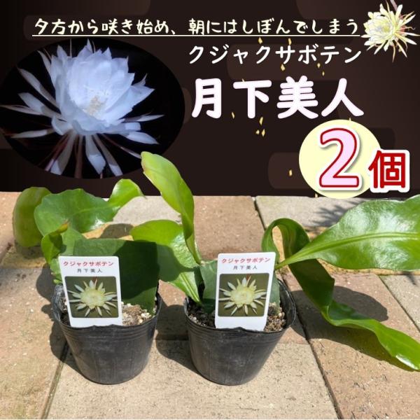 月下美人 3号苗 2個セット 孔雀サボテン beauty under the moon