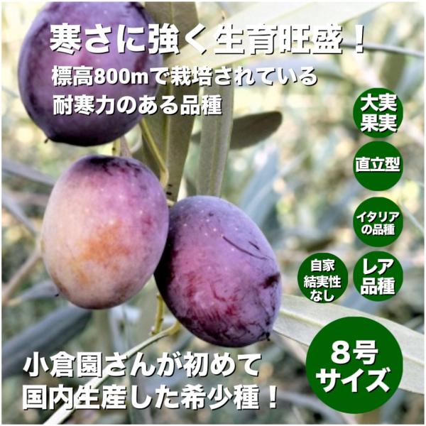 小倉園 オリーブ・カロレア 8号鉢 オリーブの木 鉢植え 人気 庭木 希少