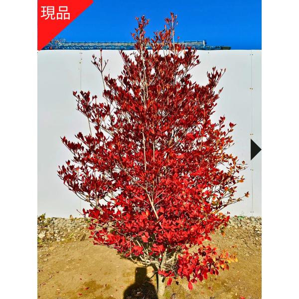 現品発送 ドウダンツツジ(白花) 樹高1.3-1.5m(根鉢含まず) シンボル