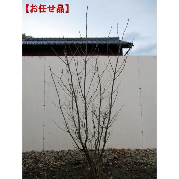 送料無料 アオダモ 本株立 樹高1.6m前後(根鉢含まず）シンボルツリー