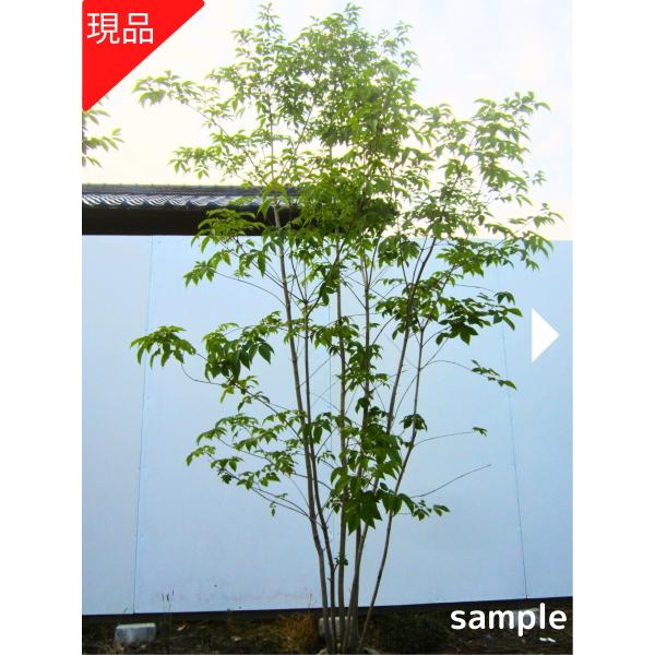現品発送 アオダモ 株立ち 樹高1.8-2.1m(根鉢含まず）苗 苗木 | JChere