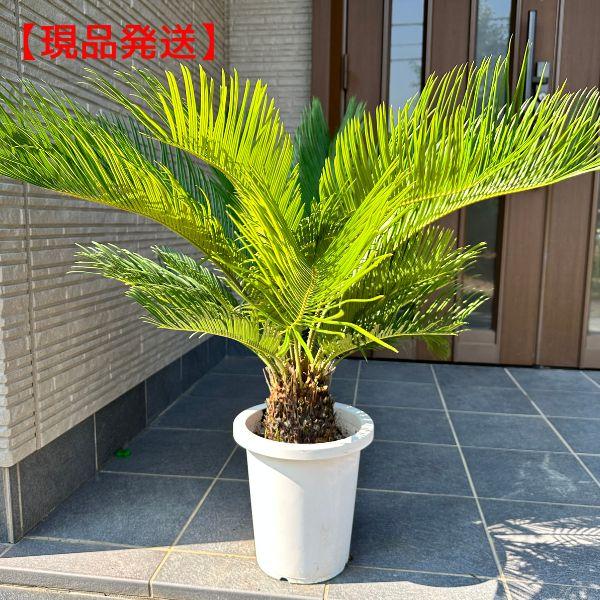 現品発送 ソテツ 蘇鉄 8号鉢 樹高0.8m(鉢底から)シンボルツリー 庭木