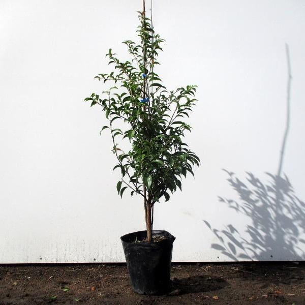 常緑エゴノキ 7号(21cm)ポット 樹高80前後(鉢底から） シンボルツリー
