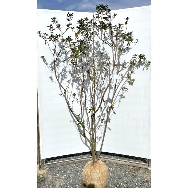 希少品種 良形の極上株 ツツジ フジムスメ 499 樹高80cm位 希少品種 良