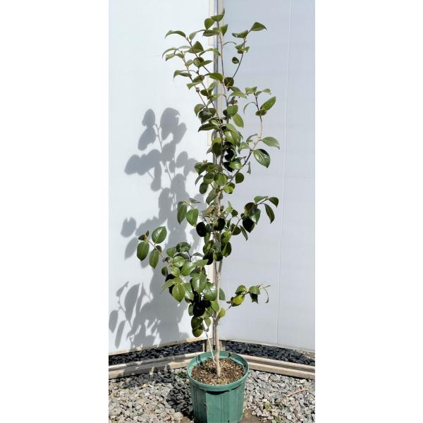 Watanabe 樹高1.7m位 山採り 薮椿 708 ヤブツバキ 藪椿