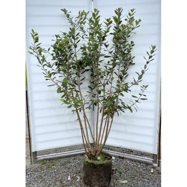 daifukujyubyou_504132fay1614k9