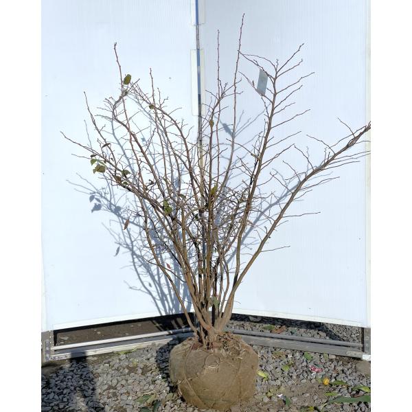 大株　ナツハゼ　約:130cm 【夏櫨/落葉樹/果樹苗】403371