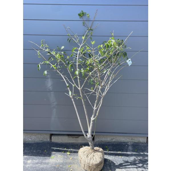 希少。切り戻し本株立2.7M(鉢底から) 山採りツリバナマユミ