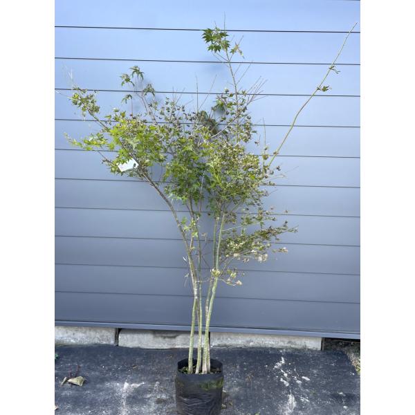 逸品。ヤマモミジ本株立ち2.9M(鉢底から)