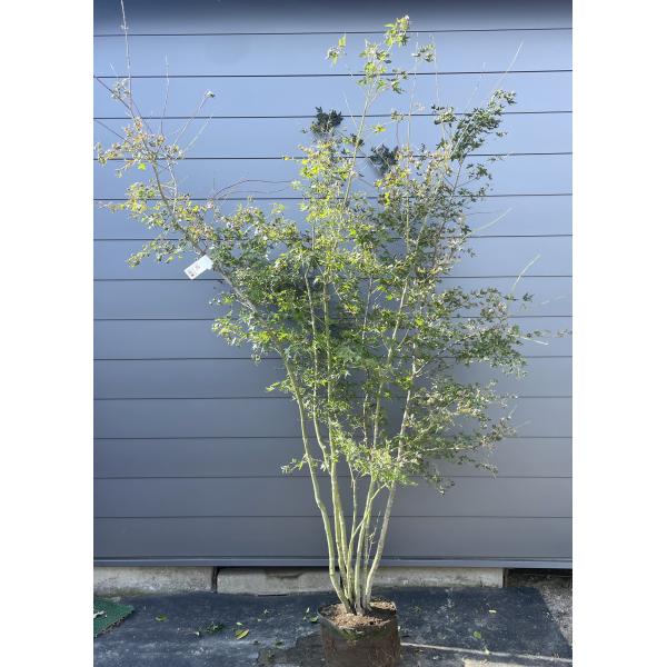 山採り　ヤマモミジ　株立ち　美幹　自然樹形　【品番3527】