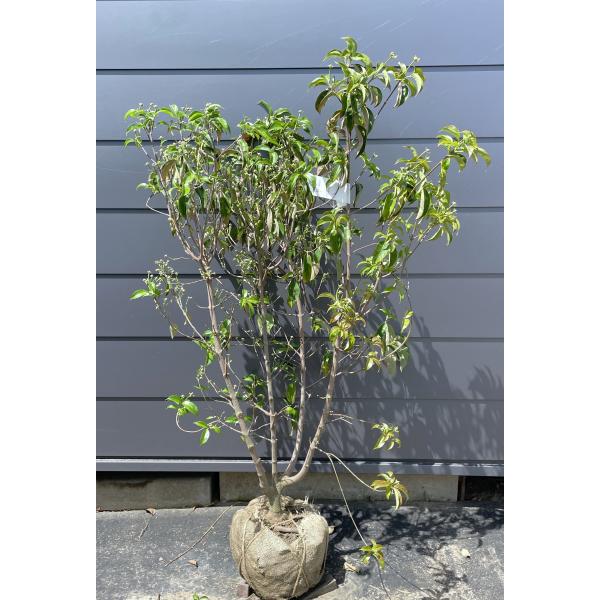 逸品　常緑ヤマボウシ　月光　本株立ち　花芽たっぷり