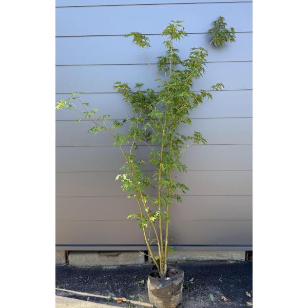 イロハモミジ 株立ち 約1.8m 現品発送 特大株 植木苗木大苗 いろは