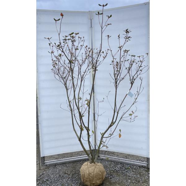 ツツジ 499 希少品種 良形の極上株 樹高80cm位 フジムスメ