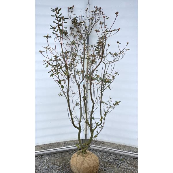 久留米ツツジ 藤娘 株立ち 約1.7m 現品発送 特大株 植木苗木大苗