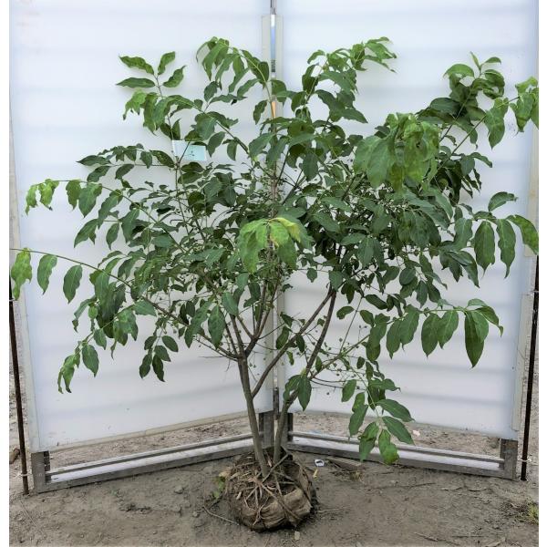 山採りツリバナマユミ3.2M(鉢底から) 美斑紋。特大