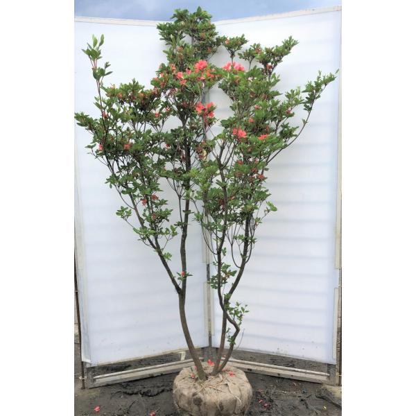 現品　ミツバツツジ　自然樹形　特大苗　2mほど　山採り　オススメ 007