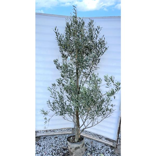 【☆YNS☆】オリーブ　シプレシーノ　シプレッシーノ　チプレシーノ　2本