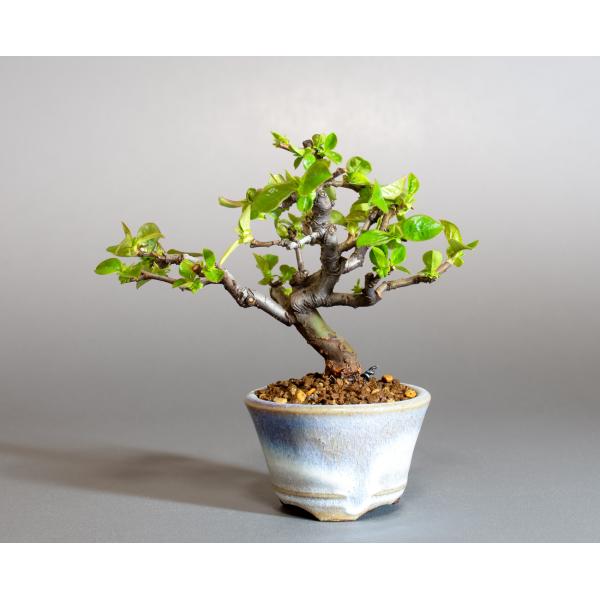 ミニ盆栽 カリン盆栽 花梨（かりん・小さな盆栽 花梨）小盆栽 4267 : e