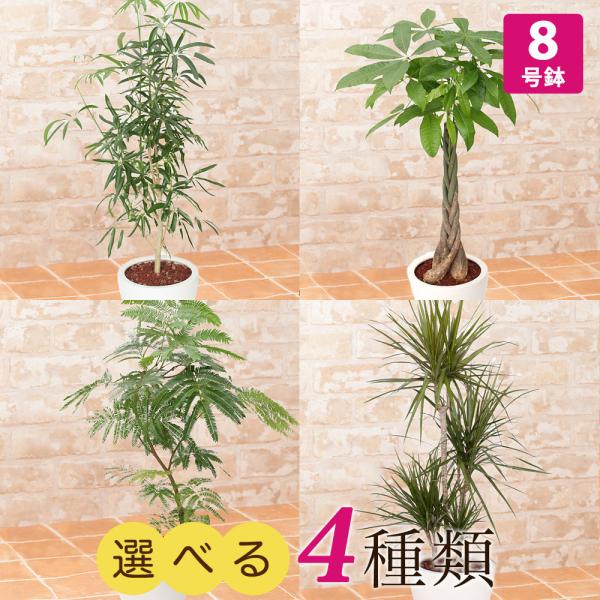 観葉植物 8号 エバーフレッシュ」の人気商品一覧 | 安い商品を通販