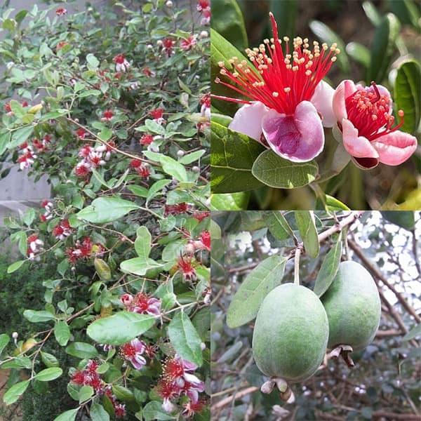 花木 庭木の苗 フェイジョア 実生苗5号ポット : 園芸ネット - 通販