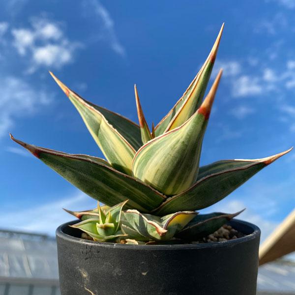 観葉植物 （わけあり特価）サンセベリア ピングイキュラ 縞斑入り 3.5