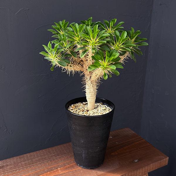 観葉植物 ユーフォルビア ギラウミニアナ 4号鉢植え23-06 : 園芸ネット