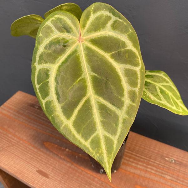 観葉植物 （わけあり特価）アンスリウム（原種） マグニフィカム