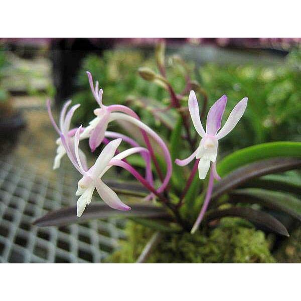 富貴蘭 フウラン 花物 朱天王 : フェニックスガーデン - 通販 - Yahoo