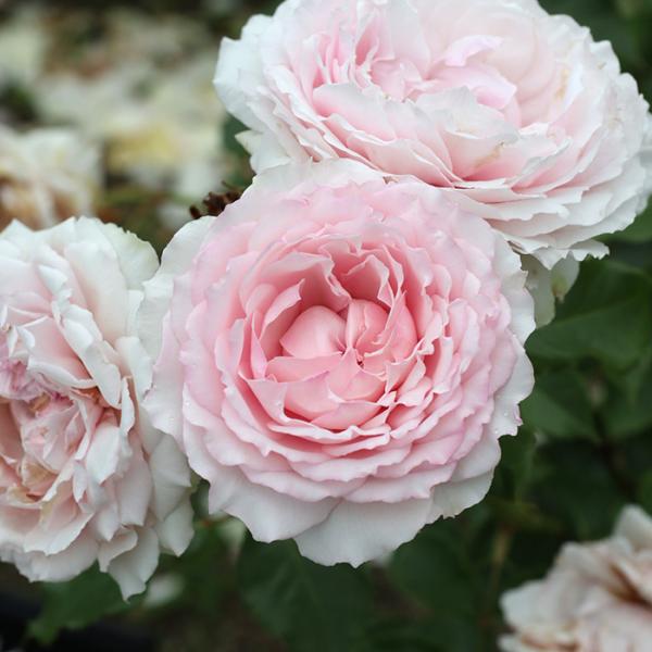 予約販売 バラ苗 バラ大苗 ロサ オリエンティス エウリディーチェ 登録