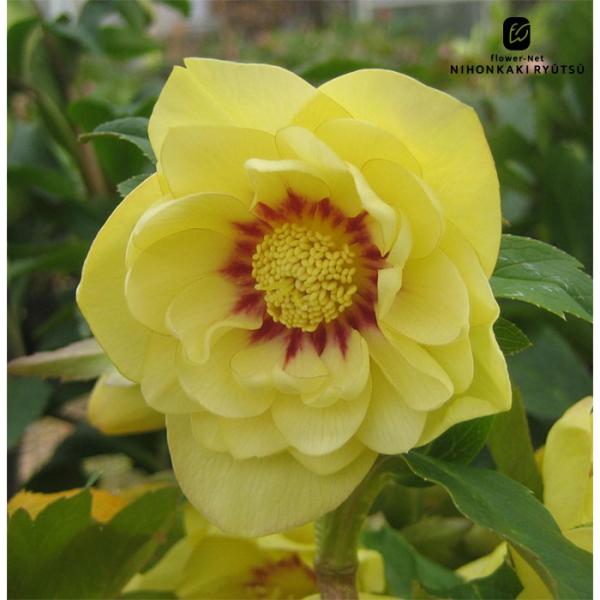 flower-net_z200728101