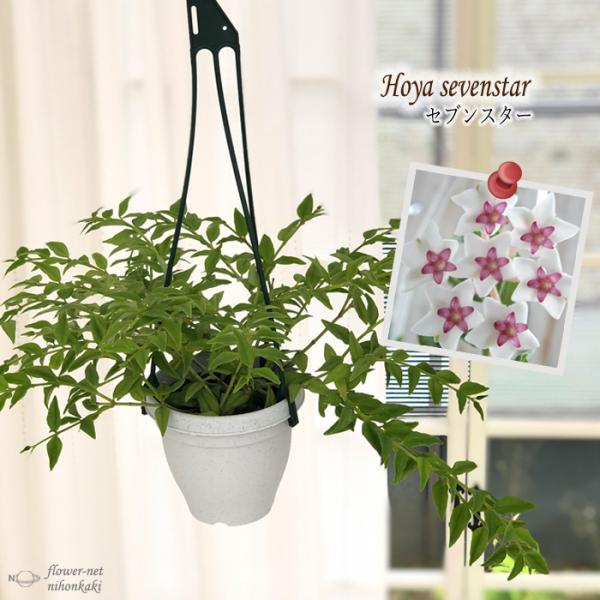 flower-net_z210608110