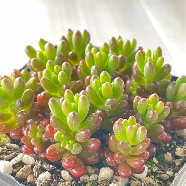 flower-net_z220228005