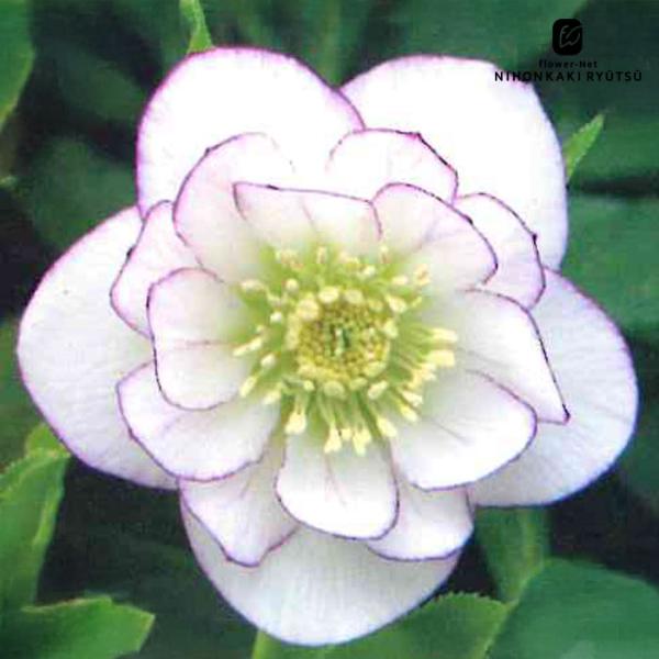 flower-net_z220802409