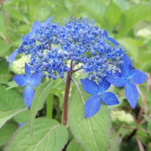 日本花キ流通 予約販売 山アジサイ 千姫 9cmポット 苗 花苗 苗木 山