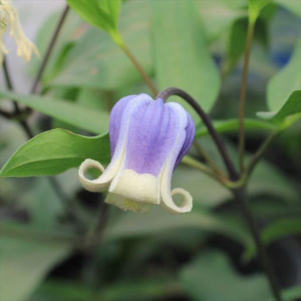 flower-net_z240229001