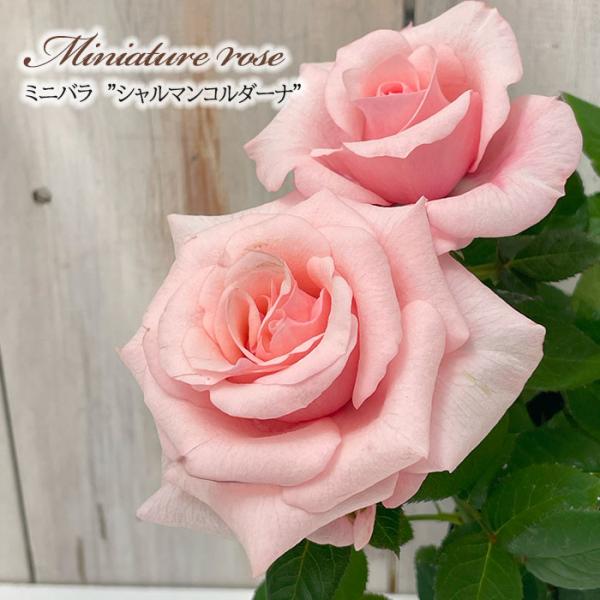 日本花キ流通 予約販売 ミニバラ シャルマンコルダーナ 3号ポット
