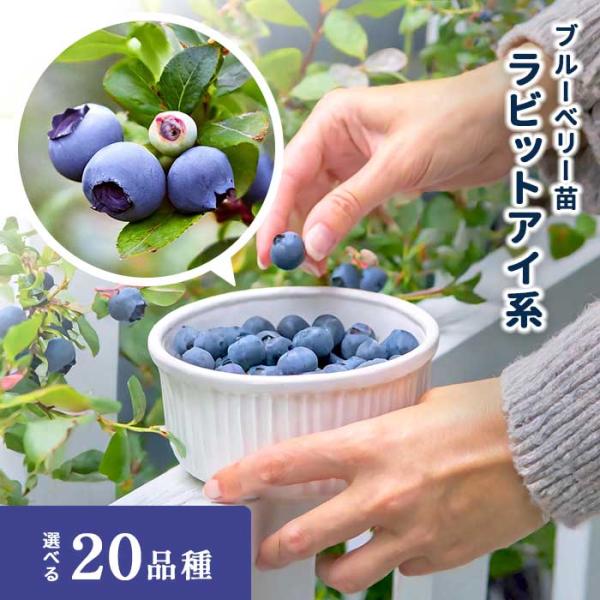 日本花キ流通 【予約販売】 選べる20品種 ブルーベリー 苗 ラビット