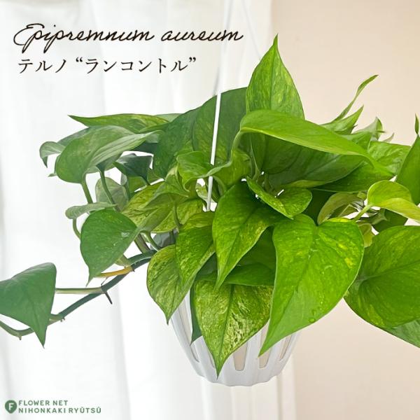 予約販売 観葉植物 ポトス テルノ No.028 ランコントル 5号鉢 吊り鉢