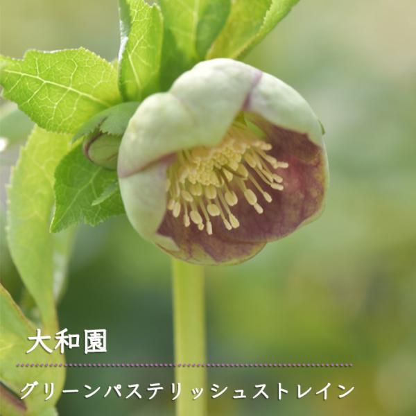 予約販売 クリスマスローズ 苗 グリーンパステリッシュストレイン 大和