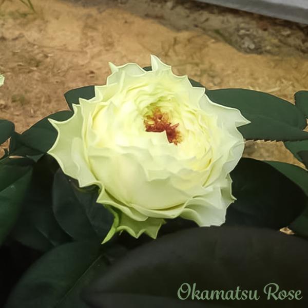 flower-net_z241210035