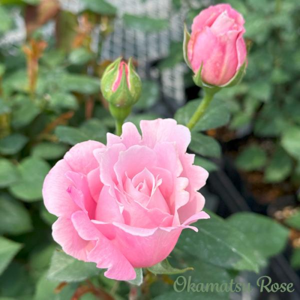 flower-net_z250612030