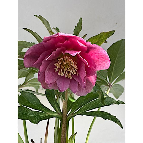 クリスマスローズ 開花苗 030 ピンキーピンク : 花郷園 KAGOEN NURSERY